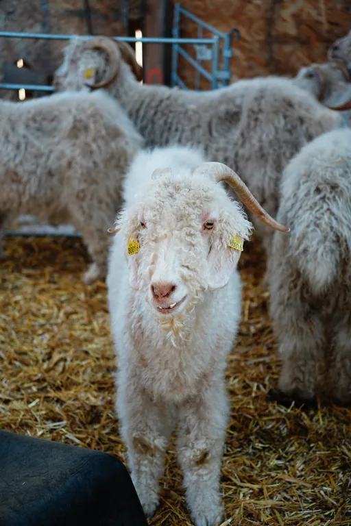 Chèvre au pelage bouclé dans une bergerie.