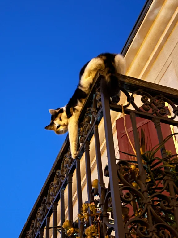 Chat perché sur une rambarde, sous un ciel bleu.