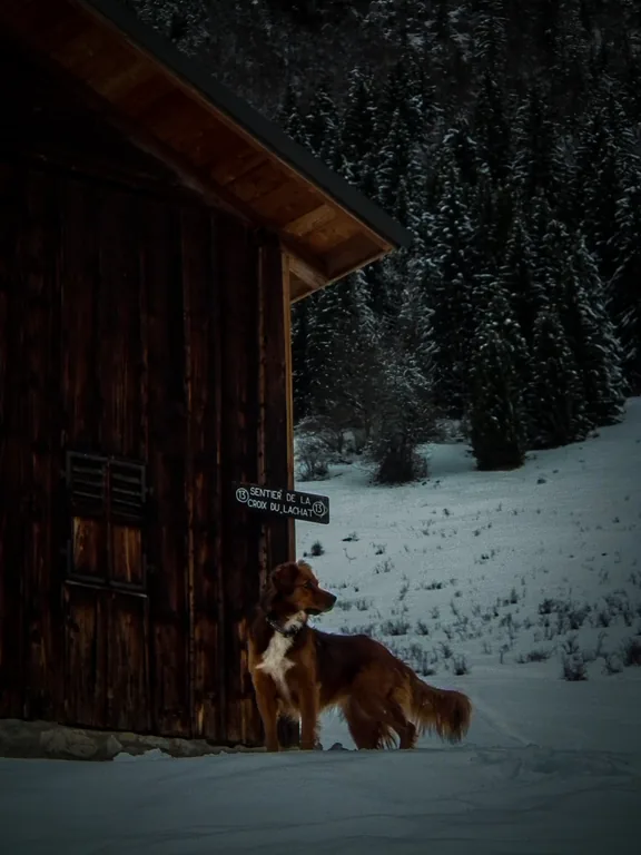 Chien au pied d’un chalet dans un paysage enneigé.