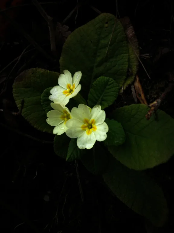 Petites fleurs jaune pâle au milieu de feuilles vertes.