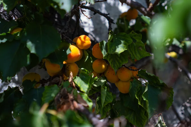 Fruits orangés sur une branche dans la lumière.