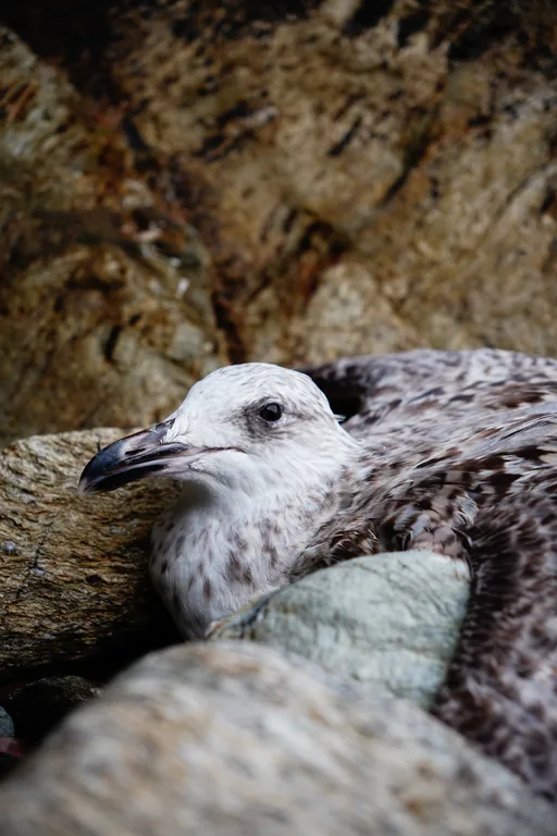 Jeune oiseau au plumage gris près d’une paroi rocheuse.