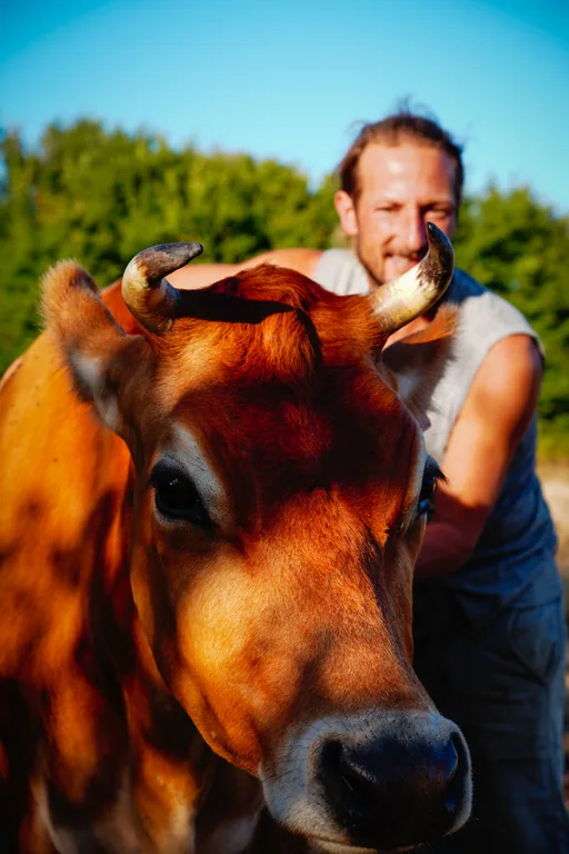 Vache au premier plan et homme en arrière-plan, en plein soleil.